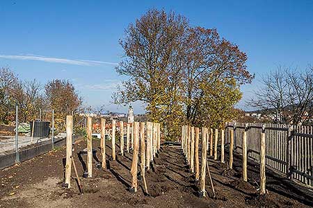 Zahájení Festivalu vína Český Krumlov - slavnostní výsadba vinné révy v kuchyňské zahradě u altánku Paraplíčko v areálu zámku, 26.10.2018, foto: Lubor Mrázek (4/36)