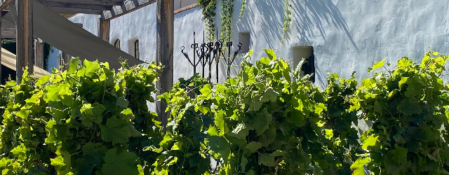 Krumlovské viničky a víno - design foto