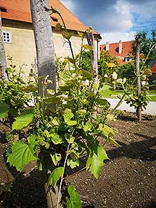 Krumlovské viničky a víno (1/16)