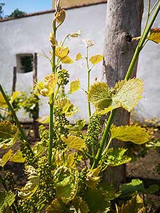 Krumlovské viničky a víno (2/16)