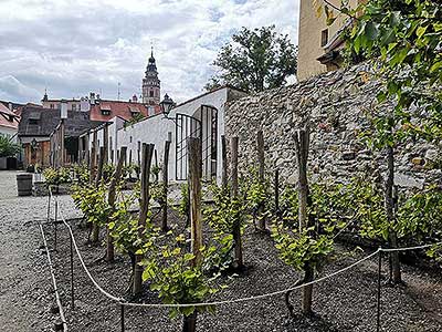 Krumlovské viničky a víno (4/16)