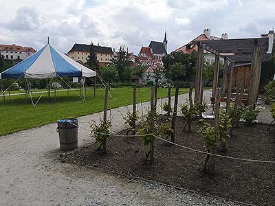 Krumlovské viničky a víno (5/16)
