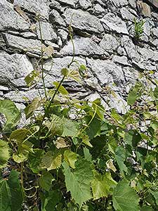 Krumlovské viničky a víno (6/16)