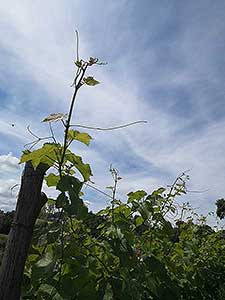 Krumlovské viničky a víno (7/16)