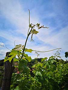 Krumlovské viničky a víno (8/16)