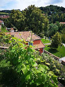 Krumlovské viničky a víno (9/16)