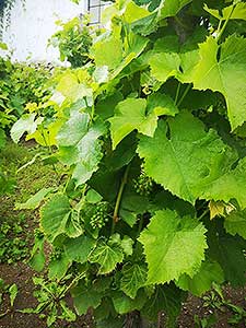 Krumlovské viničky a víno (10/16)