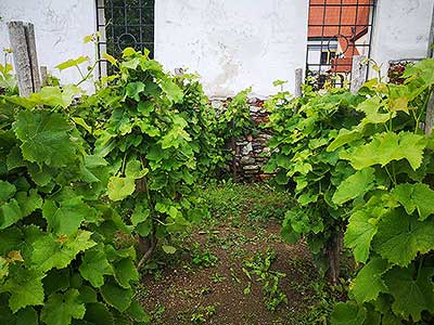 Krumlovské viničky a víno (11/16)