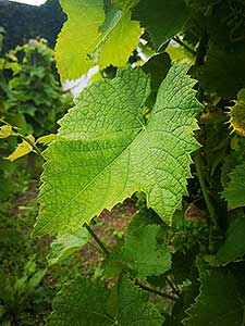 Krumlovské viničky a víno (12/16)