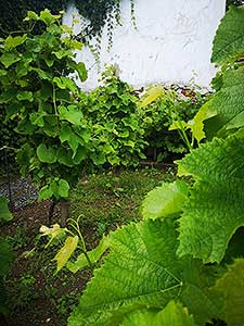 Krumlovské viničky a víno (13/16)