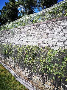 Krumlovské viničky a víno (14/16)