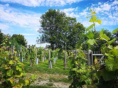 Krumlovské viničky a víno (15/16)