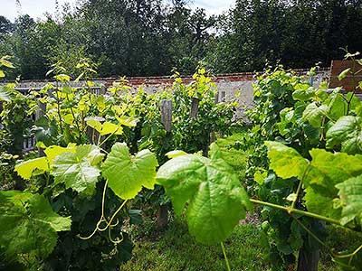 Krumlovské viničky a víno (16/16)