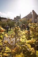 Zahájení Festivalu vína Český Krumlov® na vinici v Klášterní zahradě 22.10.2021, foto: Tomáš Kasal