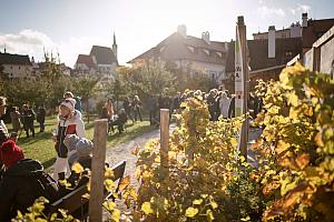 Zahájení Festivalu vína Český Krumlov® na vinici v Klášterní zahradě 22.10.2021, foto: Tomáš Kasal