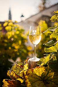 Zahájení Festivalu vína Český Krumlov® na vinici v Klášterní zahradě 7. 10. 2022, foto: Tomáš Kasal (58/64)