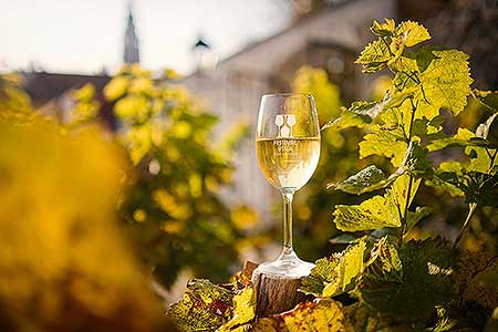 Zahájení Festivalu vína Český Krumlov® na vinici v Klášterní zahradě 7. 10. 2022, foto: Tomáš Kasal (59/64)