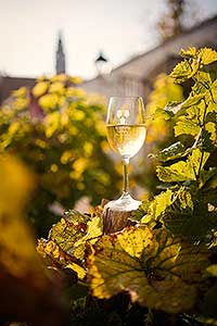 Zahájení Festivalu vína Český Krumlov® na vinici v Klášterní zahradě 7. 10. 2022, foto: Tomáš Kasal (60/64)