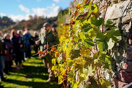 Wine tour – Túra po krumlovských viničkách 2025 (10/50)