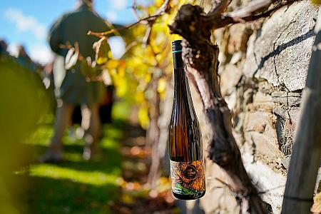 Wine tour – Túra po krumlovských viničkách 2025 (11/50)