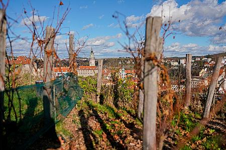 Wine tour – Túra po krumlovských viničkách 2025 (22/50)