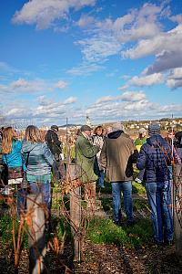 Wine tour – Túra po krumlovských viničkách 2025 (24/50)