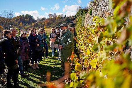 Wine tour – Túra po krumlovských viničkách, zdroj: FVČK, foto: Tom Kasal (3/12)