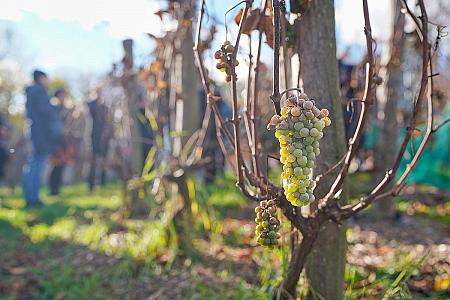 Wine tour – Túra po krumlovských viničkách, zdroj: FVČK, foto: Tom Kasal (5/12)