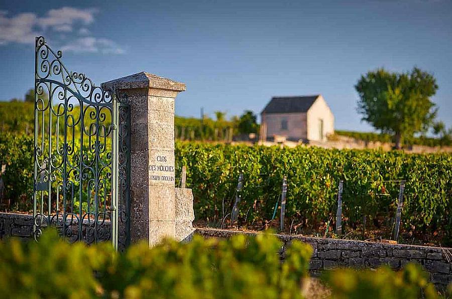 Michal Šetka - Burgundsko ikonické i neznámé, Michal Šetka provede návštěvníky nejzajímavějšími slavnými i méně známými apelacemi Burgundska Michal Šetka - Burgundsko ikonické i neznámé, Michal Šetka provede návštěvníky nejzajímavějšími slavnými i méně známými apelacemi Burgundska